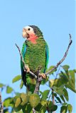 Cuban Parrot